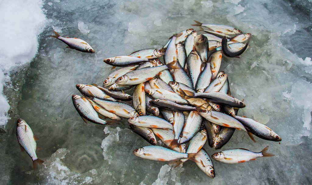 Как ловить плотву зимой 00001.JPG